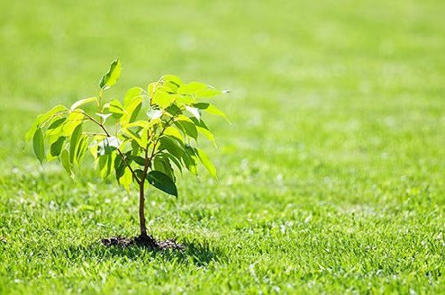 Should I Plant Trees Myself or Request Professional Assistance?