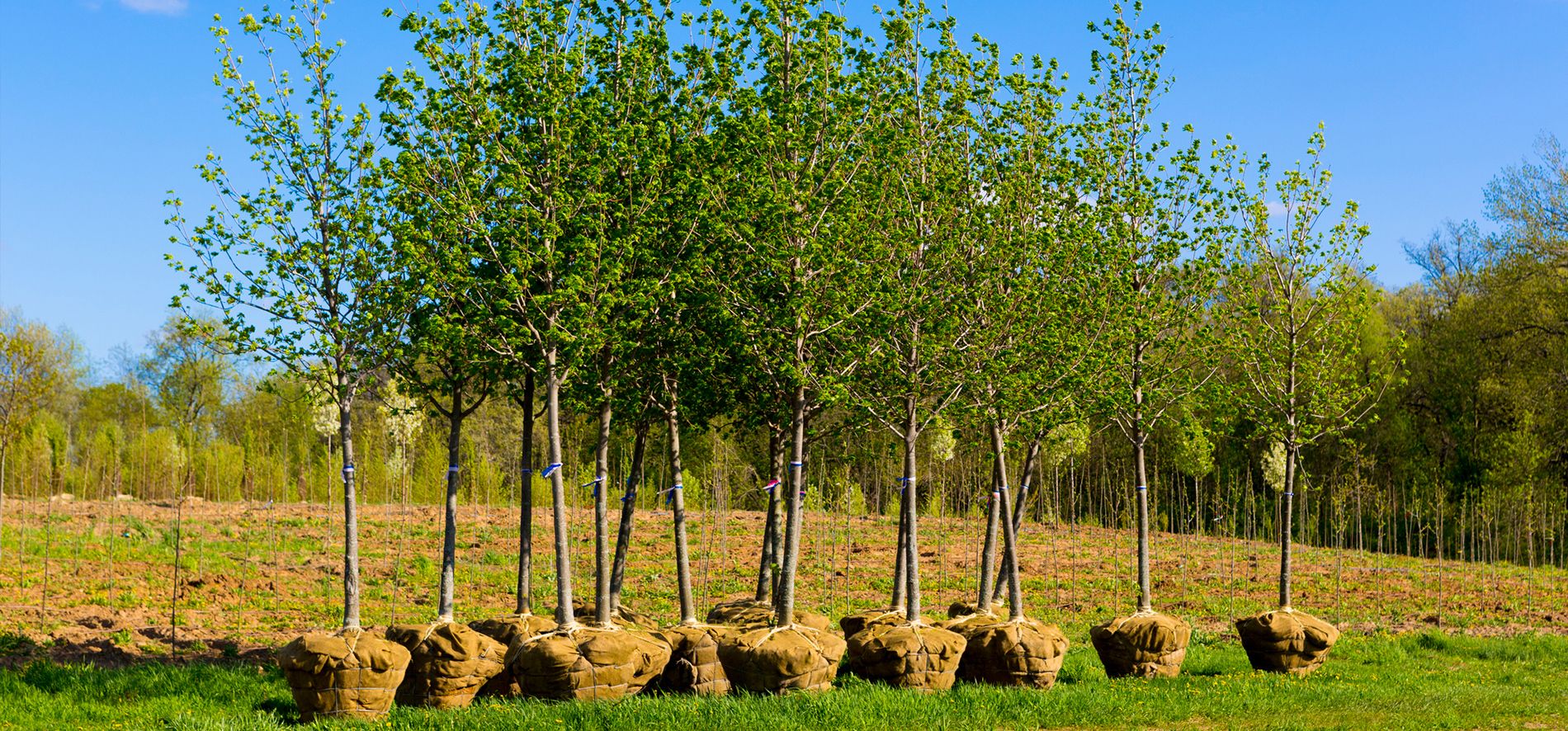 ITS-slider-3 Tree Planting Services