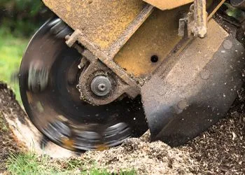 stump-grinding-b-640w