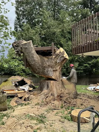Seattle Tree Service
