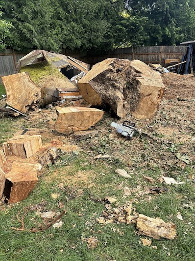 Emergency tree service in Seattle, WA