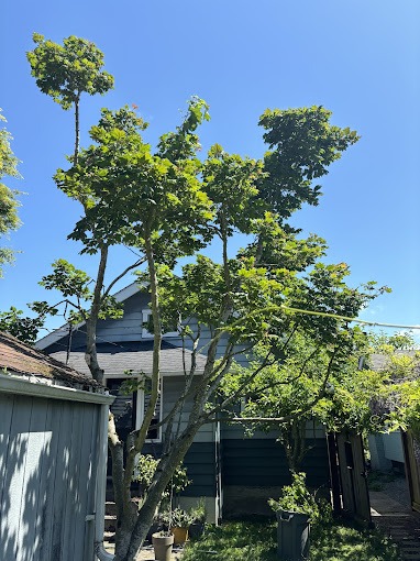 Tree Service in Seattle, WA map