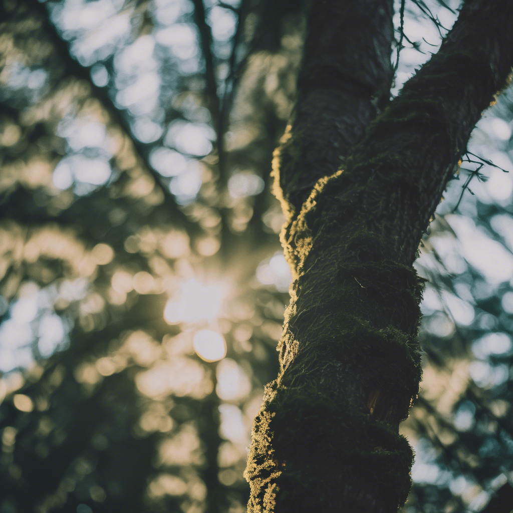Lynnwood WA Tree Removal Lynnwood WA Tree Removal