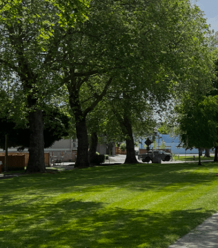 Renton WA Tree Service Renton WA Tree Service