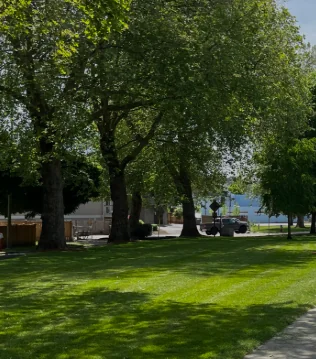 Renton WA Tree Service